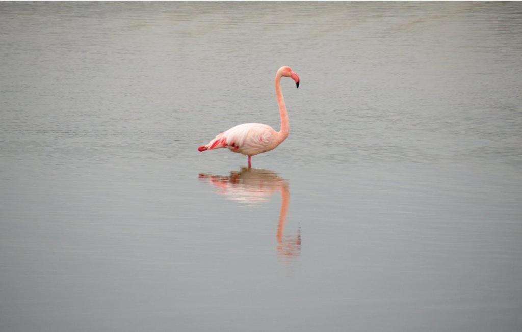 Vacances En Camargue Proche De La Mer Climatise Aigues-Mortes Exterior foto